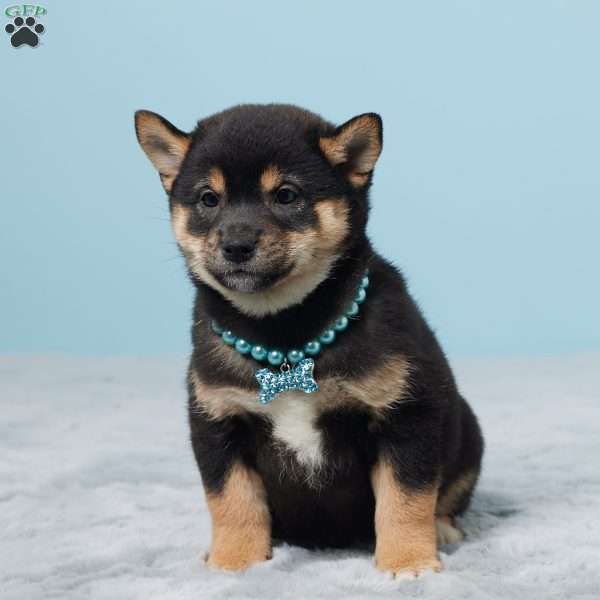 Oscar, Shiba Inu Puppy